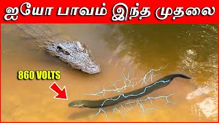 மின்சாரத்தால் முதலையை தாக்கிய விலாங்கு மீன் । Crocodile amp The Shock Of 860 Volts  Thatz It Channel [upl. by Gnanmos]