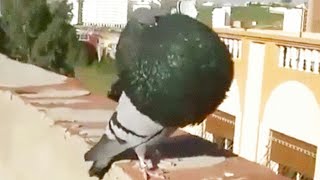 الحمام النفاخ الكاديتانو الإسباني مستوى عالمي pigeon gaditano espagnol [upl. by Jennee538]