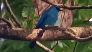 An exquisite Verditer Flycatcher male bluebird himalayanbird [upl. by Tiebold155]