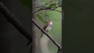 Sounds of an Ovenbird [upl. by Akitahs73]