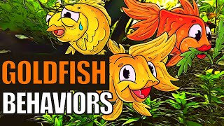 Goldfish Behavior  What Do These Goldfish Behaviors Mean [upl. by Broderic485]