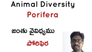 Animal Diversity 1 Phylum porifera Invertebrates [upl. by Yared]