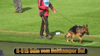 2010 SV BSZS NKGR part 11 Odin vom Holtkamper Hof HD [upl. by Llenram]