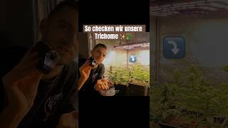 TrichomeCheck an unseren 🥦Pflanzen mit diesem Tool grow brokkoli tips plants indoor [upl. by Anorahs]