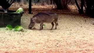 Warthog Bow Hunt Swartruggens 2013 Part2 [upl. by Areemas20]