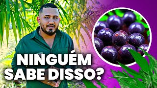 O Segredo para um AÇAÍ de Sucesso AgroRural [upl. by Bull]