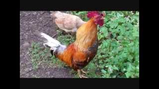 ROOSTER crowing compilation [upl. by Ellary]