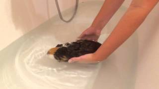 Guinea pig in water for first time [upl. by Alvera]