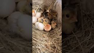 Pheasant baby pheasants pheasantfarm bird birdwatching youtubeshorts shorts shortfeed [upl. by Doggett]