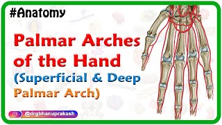 Palmar Arches of the Hand Animation  Superficial and Deep Palmar Arch  USMLE Review [upl. by Oryaj]