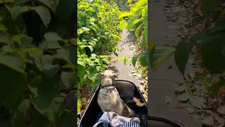 Sunshine Knotweed Adventure sunshine dog bakfiets the1eloise [upl. by Ecirtaemed]