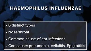 What is Haemophilus influenzae Here are the symptoms to watch for [upl. by Karlotta]