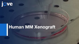 Human MM Xenograft Model to Study Tumor features  Protocol Preview [upl. by Nevil]