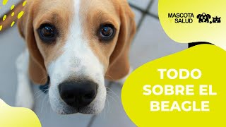 Todo sobre el perro Beagle  Mascota y Salud [upl. by Airotnes]