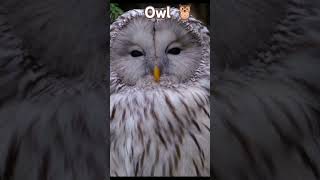 Owl 🦉 youtubeshorts shorts owlvideo Essasays [upl. by Annaiv360]