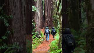 Redwood National Park  Tall Trees Grove Hike [upl. by Okoyik88]