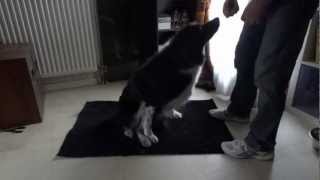 Vidéo 5 Réhabilitation canine Looh Travail couché debout 1 [upl. by Lemak694]