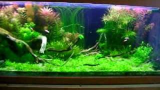 Aquascape 200l [upl. by Kcirrek482]