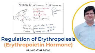 Regulation of Erythropoiesis  Erythropoietin Hormone  RBCs Production  Blood Physiology  RBCs [upl. by Netsuj768]