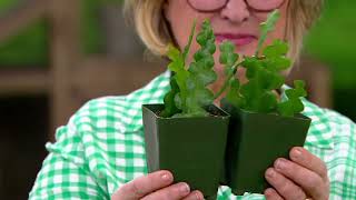 Robertas 2Piece Fishbone Cactus aka Zig Zag Orchid Cactus on QVC [upl. by Kenn]