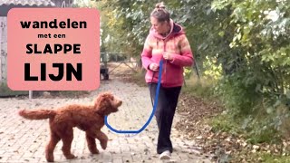 Trekken aan de lijn voorkomen bij het wandelen met de hond [upl. by Ham184]