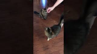 Cats do the “otter” for treats rescuecat cat cute funny [upl. by Rosabella98]