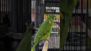 BlueFronted Amazon Parrot at Haaris Pet Centre in Hainault  South American Parrots [upl. by Annamaria]