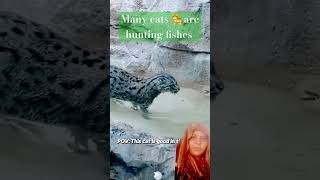 animalsworld many cats are hunting fishes cats funny animals  fishes [upl. by Acirem]