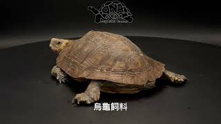 DNA Reptile Farm龜類簡介盧比達木紋龜 [upl. by Abroms]