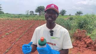 How To Protect Your Vegetables From Pests And Diseases Habanero [upl. by Brookner]