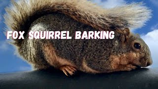 Listen to This Fox Squirrel Barking [upl. by Ahtekal]