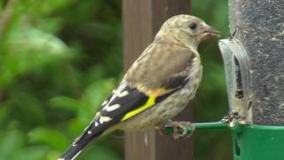 Juvenile Goldfinch  Jeune Chardonneret élégant [upl. by Ahsuatal]