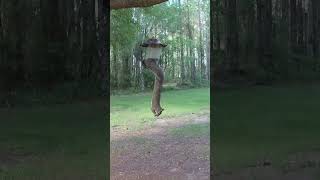 Squirreling around wildfloridasquirrel squirrels animal nature animallover animalshorts bird [upl. by Nnor61]