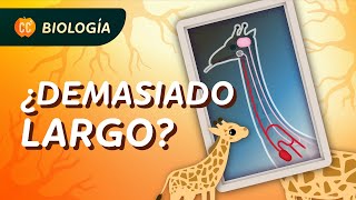 ¿Qué podemos aprender de los nervios extrañamente largos de las jirafas Crash Course Biología 11 [upl. by Lilli]