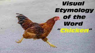 quotChickenquot Visual Etymology History And Origin Of The Word [upl. by Zinah825]