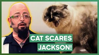 Jackson Galaxy SCARED Of Ferocious Cat  My Cat From Hell [upl. by Lisan]