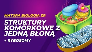 Struktury komórkowe otoczone jedną błoną i rybosomy MATURA BIOLOGIA ZR [upl. by Tildie]