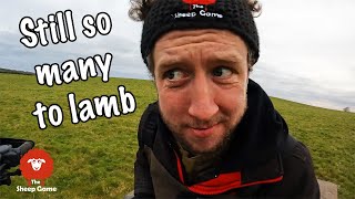 SHEEP FARMER GETS A BIT LOOPY AT LAMBING TIME  Day 13 of Lambing 2022 [upl. by Sakiv]