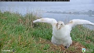 Royal Albatross Chick Stretches Wings In New Zealand  DOC  Cornell Lab [upl. by Jeanelle]