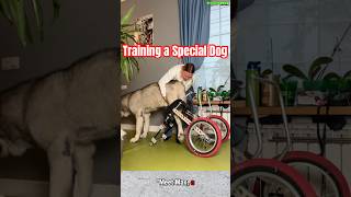 ❌❌❌ Training a Special Dog dog germanshepherd husky dogtraining k9 [upl. by Enwad]