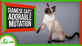 The Delightful Mutation Behind Siamese Cats [upl. by Mannos]