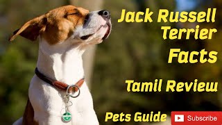 Jack Russell Terrier  Jack Russel  Facts  All about JRT  Pets Guide  Information  Tamil Review [upl. by Ahsyt472]