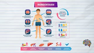 HOMEOSTASIS DEFINITION MEDICAL DICTIONARY [upl. by Ihculo]