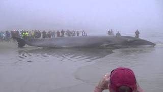 Whale  Galveston [upl. by Earla]