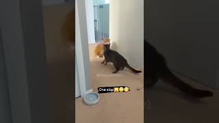 nononono，Dont fight😂😂 funny funnycat catvideos pets cat cats catlover fyp fypシ゚viral [upl. by Arratahs]