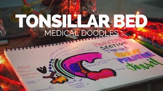 Tonsillar bed  Anatomical Doodling 2017 [upl. by Ainigriv76]