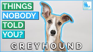 Things Nobody Told You About Owning a Greyhound  Vet Dr Alex [upl. by Brendon]