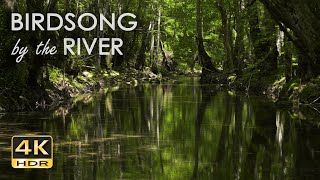 Birdsong by the River  Birds Chirping in the Forest  Flowing Water Sounds for Sleep amp Relaxation [upl. by Etrem]