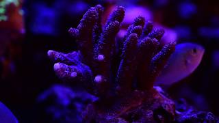 SPS and Acropora coral growth [upl. by Idalina]