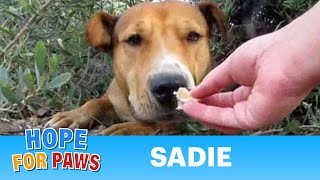 Sadie  dog rescued after living above the 5 FWY for 9 months By Eldad Hagar rescue [upl. by Mateusz]